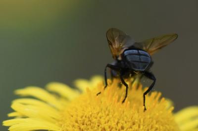 <i>Phasia barbifrons</i>