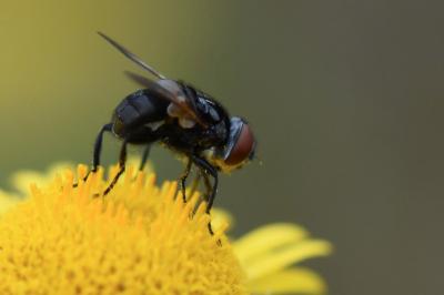 <i>Phasia barbifrons</i>