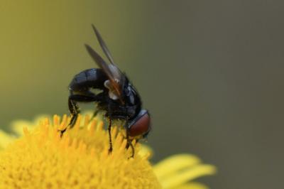 <i>Phasia barbifrons</i>