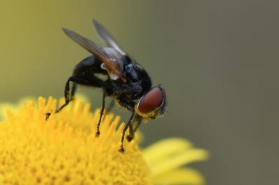 <i>Phasia barbifrons</i>