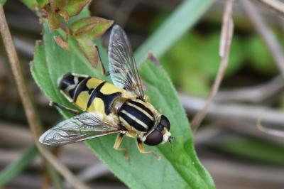 <i>Helophilus trivittatus</i>