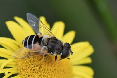 <i>Eristalis arbustorum</i>