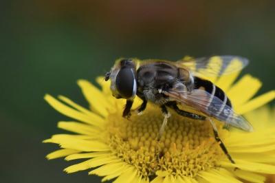 <i>Eristalis arbustorum</i>