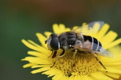<i>Eristalis arbustorum</i>