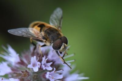 <i>Eristalis arbustorum</i>