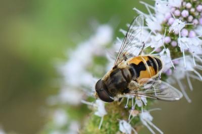 <i>Eristalis arbustorum</i>