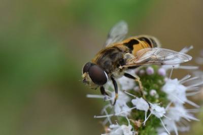 <i>Eristalis arbustorum</i>