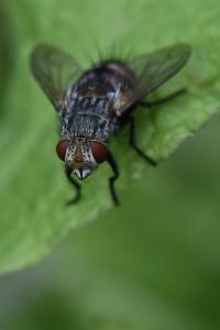 <i>Peleteria iavana</i>