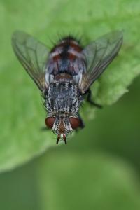<i>Peleteria iavana</i>