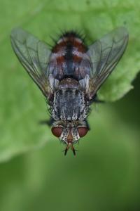 <i>Peleteria iavana</i>