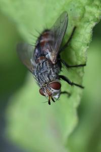 <i>Peleteria iavana</i>