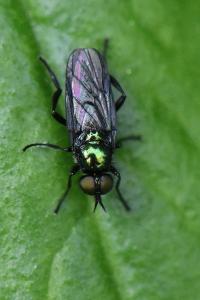 <i>Actina chalybea</i>
