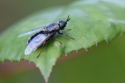 <i>Odontomyia tigrina</i>