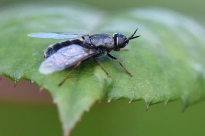<i>Odontomyia tigrina</i>