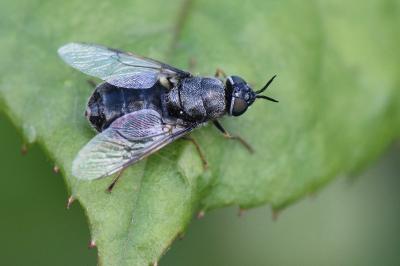 <i>Odontomyia tigrina</i>