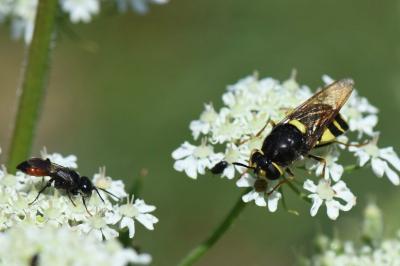 <i>Stratiomys potamida</i>