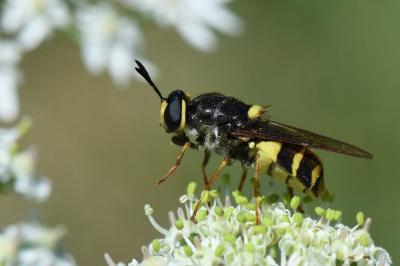 <i>Stratiomys potamida</i>