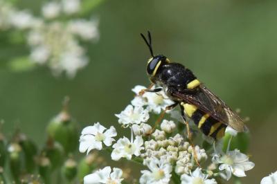 <i>Stratiomys potamida</i>