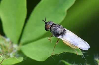 <i>Oplodontha viridula</i>
