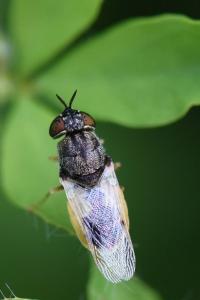 <i>Oplodontha viridula</i>