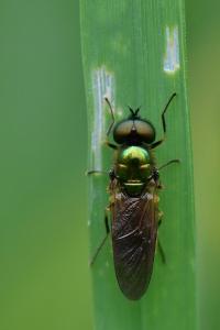 <i>Chloromyia formosa</i>