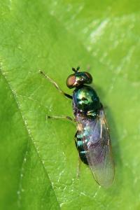 <i>Microchrysa polita</i>