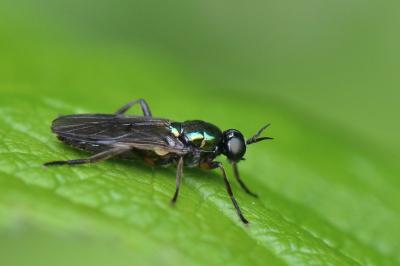 <i>Actina chalybea</i>