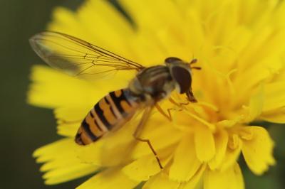<i>Episyrphus balteatus</i>