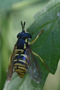 <i>Chrysotoxum verralli</i>