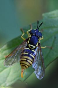 <i>Chrysotoxum verralli</i>
