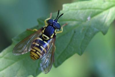 <i>Chrysotoxum verralli</i>