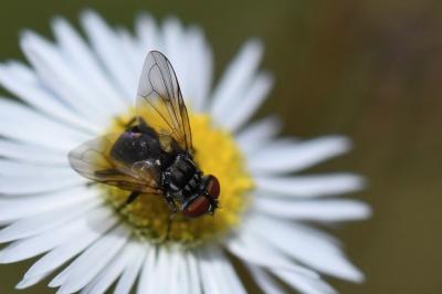 <i>Phasia obesa</i>