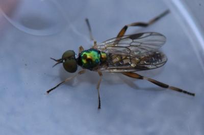 Chorisops tibialis