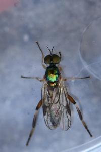 <i>Chorisops tibialis</i>