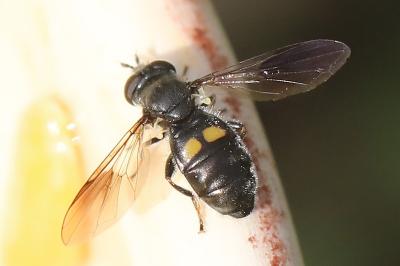 <i>Pipiza noctiluca</i>