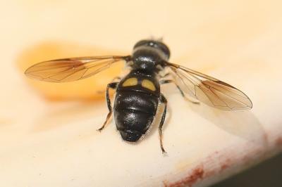 <i>Pipiza noctiluca</i>