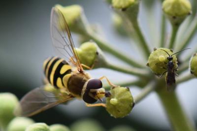 <i>Syrphus vitripennis</i>