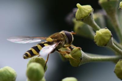 Syrphus vitripennis