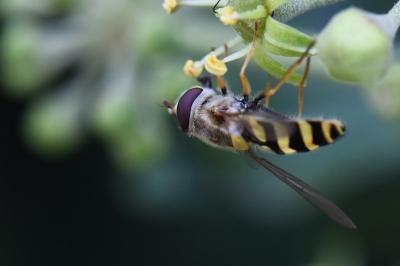 Syrphus vitripennis