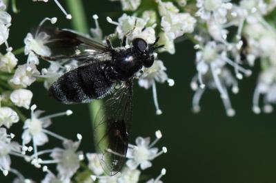 <i>Pipiza austriaca</i>