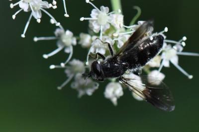 <i>Pipiza austriaca</i>