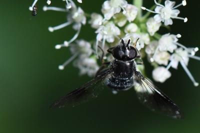 <i>Pipiza austriaca</i>