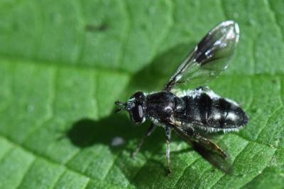 <i>Pipiza austriaca</i>