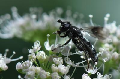 <i>Pipiza austriaca</i>