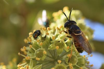 <i>Callicera aurata</i>