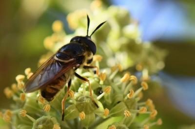 <i>Callicera aurata</i>