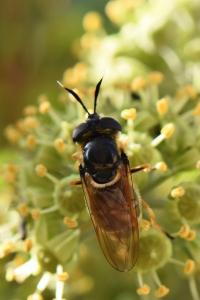 <i>Callicera aurata</i>