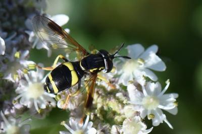 <i>Chrysotoxum bicinctum</i>