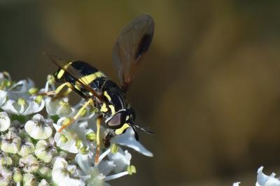 <i>Chrysotoxum bicinctum</i>