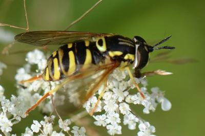 <i>Chrysotoxum elegans</i>